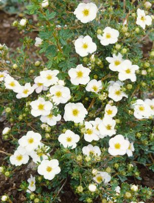 Potentilla fruticosa 'Bella Bianca'®