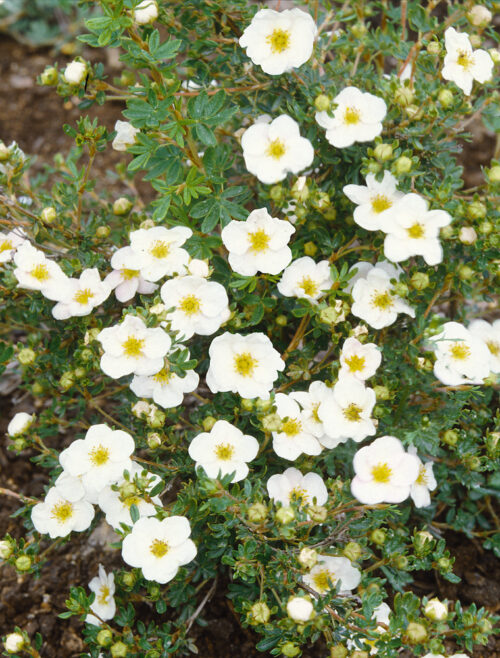 Potentilla fruticosa 'Bella Bianca'® - Obrázek 1