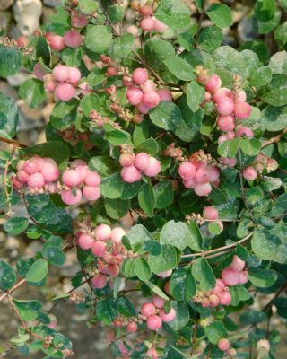 Symphoricarpos doorenbosii 'Mother of Pearl'