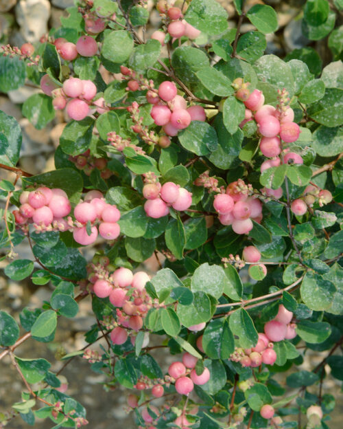 Symphoricarpos doorenbosii 'Mother of Pearl' - Obrázek 1