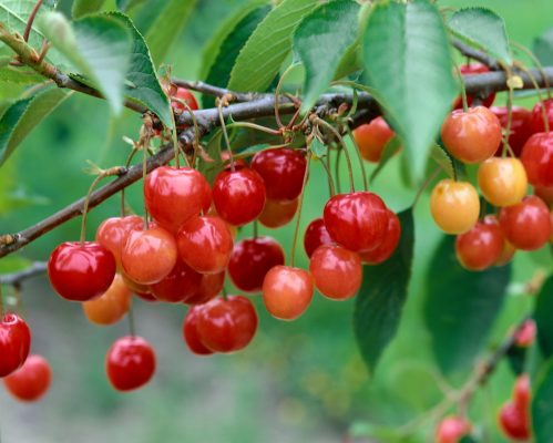 Višeň 'Královna Hortenzie'-třešňovišeň