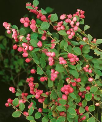 Symphoricarpos doorenbosii 'Magic Berry'