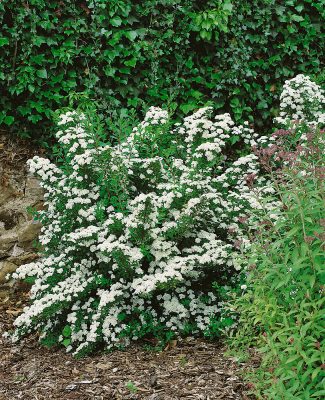 Spiraea nipponica 'Snowmound'