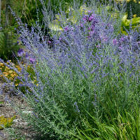 Perovskia atriplicifolia 'Little Spire'®