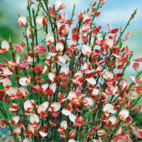 Cytisus (P) 'Zeelandia'