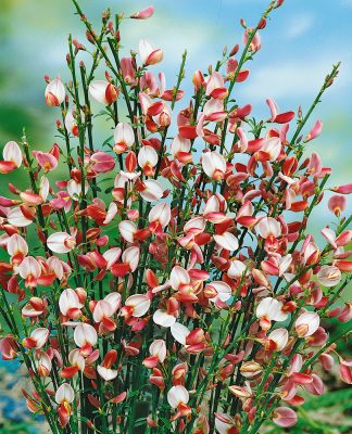 Cytisus (P) 'Zeelandia'