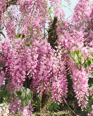 Wisteria floribunda 'Rosea'