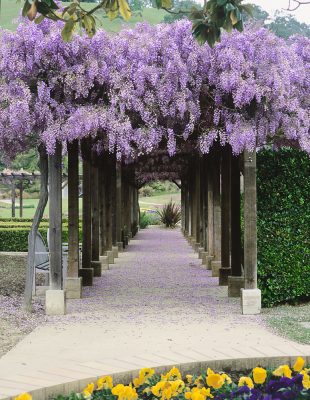 Wisteria sinensis 'Lilac bleu'