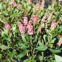 Clethra alnifolia 'Ruby Spice' - růžový