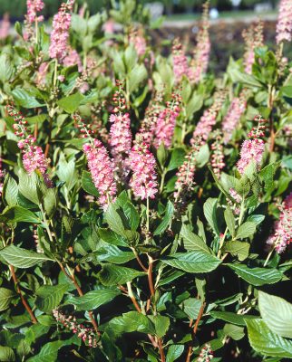 Clethra alnifolia 'Ruby Spice' - růžový