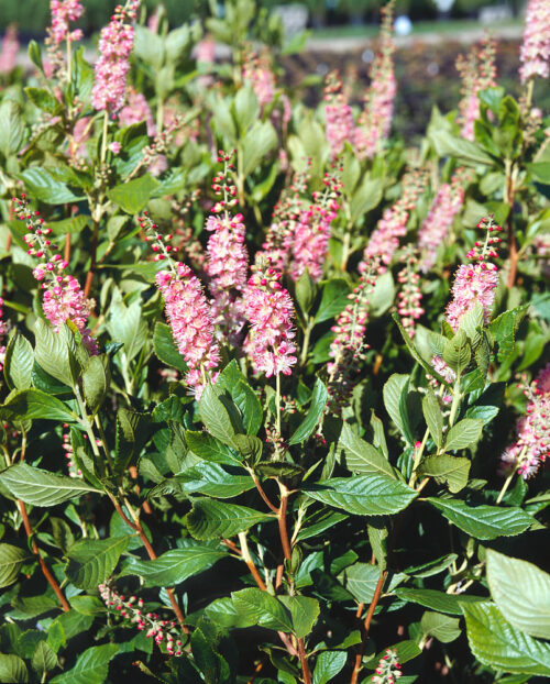 Clethra alnifolia 'Ruby Spice' - růžový - Image 1