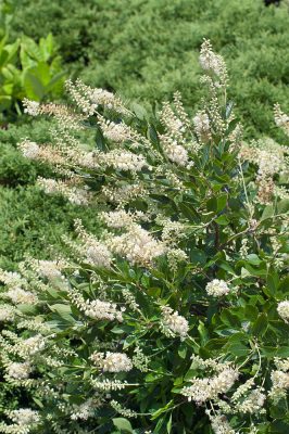 Clethra alnifolia 'Hummingbird' - bílý