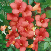 Campsis radicans 'Florida'