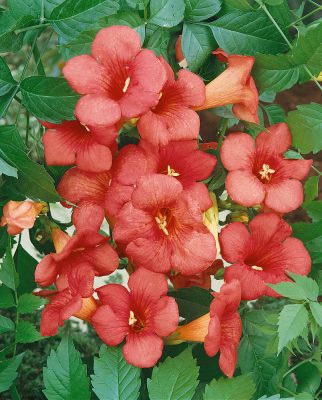 Campsis radicans 'Florida'