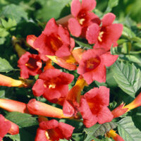Campsis radicans 'Flamenco' - červený