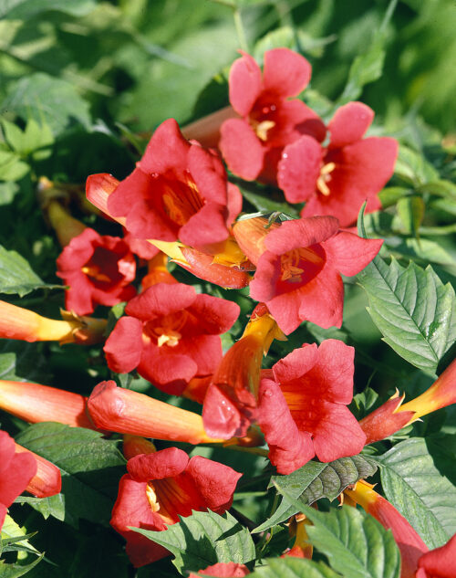 Campsis radicans 'Flamenco' - červený - Obrázek 1