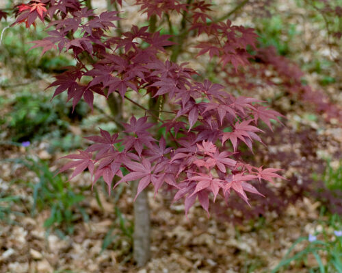 Acer palmatum 'Moonfire' - Obrázek 1