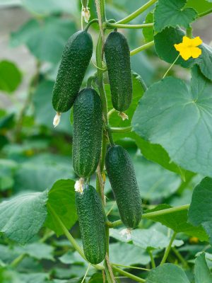 Okurka roubovaná nakládačka, CHANTAL F1