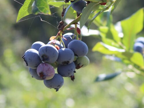 Vaccinium cor. 'Hortblue Petite'-terasová - Image 1