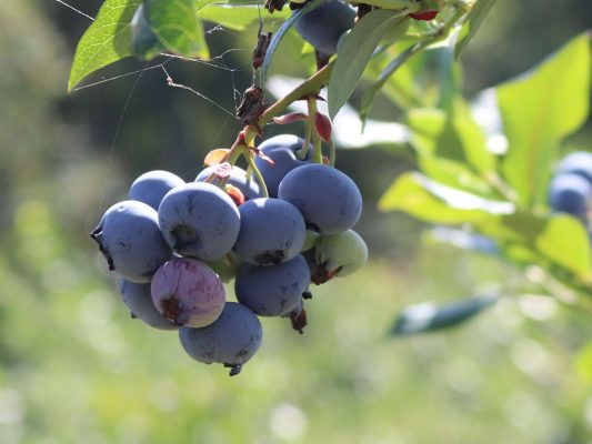 Vaccinium cor. 'Hortblue Petite'-terasová