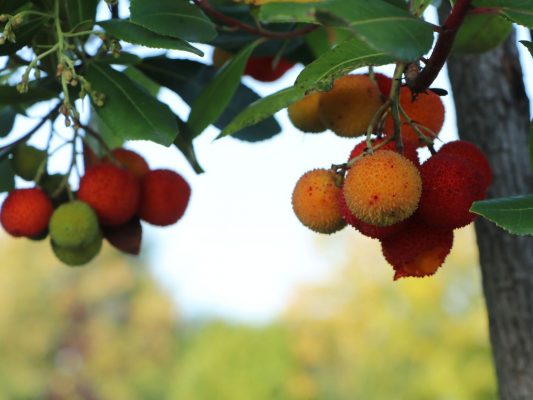 Jahodový strom, 'Planika obecná'