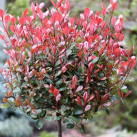 Photinia fraseri 'Red Robin'-stromková