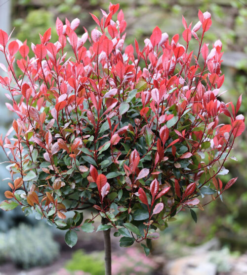 Photinia fraseri 'Red Robin'-stromková - Obrázek 1