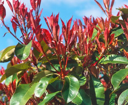 Photinia fraseri 'Red Robin' - Obrázek 2