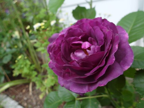Rosa 'Minerva'®- stromková - Image 3