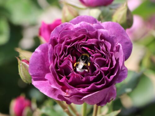 Rosa 'Minerva'®- stromková - Image 4