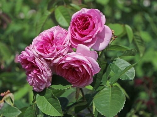 Rosa 'Minerva'®- stromková - Image 2