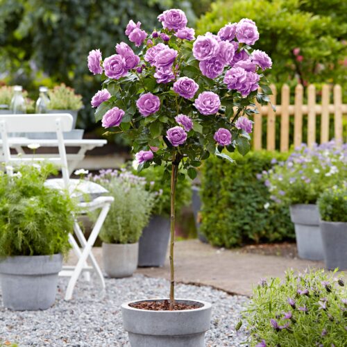 Rosa 'Minerva'®- stromková - Image 1