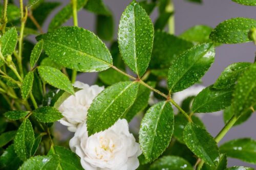 Rosa 'Crystal Fairy'®-stromková - Image 5