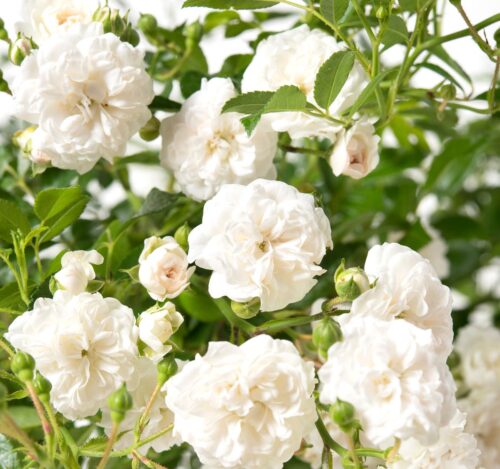 Rosa 'Crystal Fairy'®-stromková - Image 3