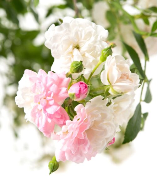 Rosa 'Crystal Fairy'®-stromková - Image 1