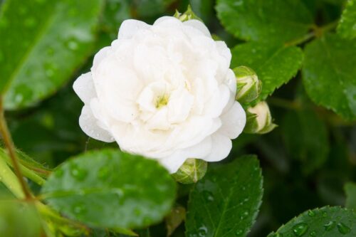 Rosa 'Crystal Fairy'®-stromková - Image 4