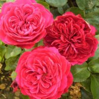 Rosa (F) ´Red Leonardo da Vinci´® - stromková