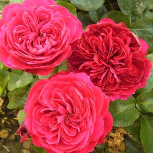 Rosa (F) ´Red Leonardo da Vinci´® - stromková - Obrázek 1