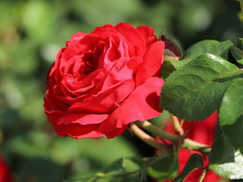 Rosa (F) ´Red Leonardo da Vinci´® - stromková - Obrázek 2