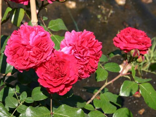 Rosa (F) ´Red Leonardo da Vinci´® - stromková - Obrázek 3