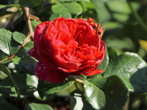 Rosa (F) ´Red Leonardo da Vinci´® - stromková - Obrázek 4