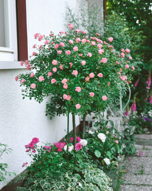 Rosa 'Lovely Fairy'®-stromková - Obrázek 1