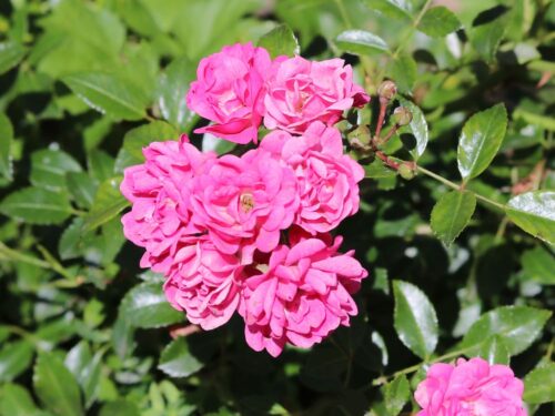 Rosa 'Lovely Fairy'®-stromková - Obrázek 2