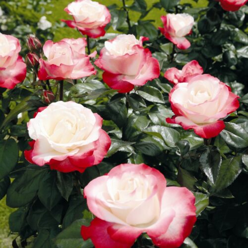 Rosa 'Nostalgie'®-stromková - Obrázek 3