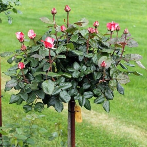 Rosa 'Nostalgie'®-stromková - Obrázek 5