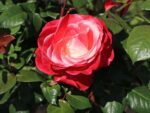 Rosa 'Nostalgie'®-stromková - Obrázek 2
