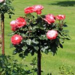 Rosa 'Nostalgie'®-stromková - Obrázek 6