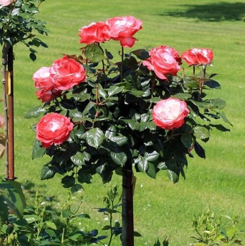 Rosa 'Nostalgie'®-stromková - Obrázek 6