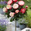 Rosa 'Nostalgie'®-stromková - C7,5L-KM 70CM
