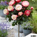 Rosa 'Nostalgie'®-stromková